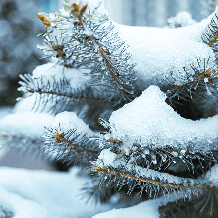 Iced Evergreen fragrance oil