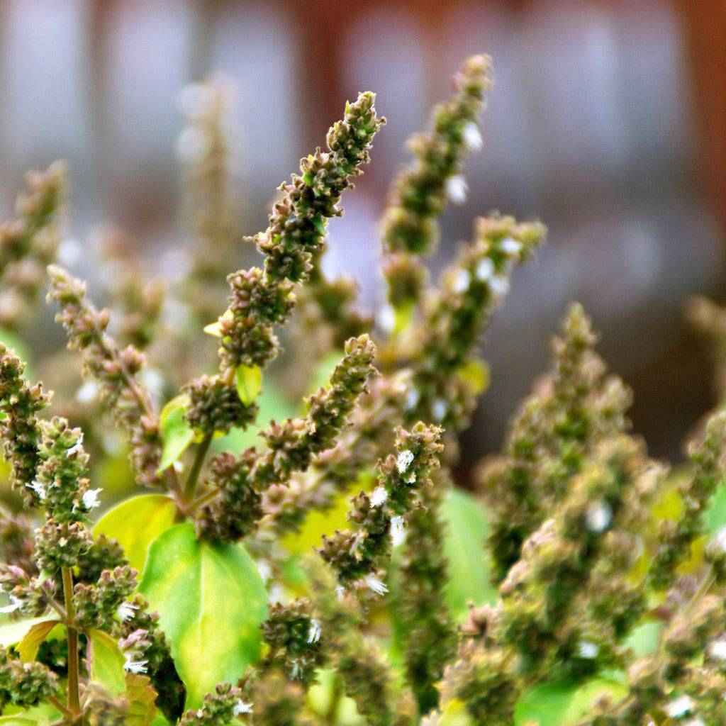 Patchouli fragrance oil product image