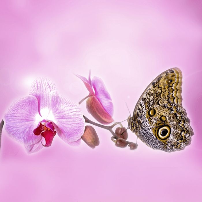 Butterfly Orchid Fragrance Oil