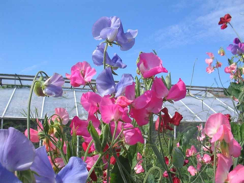 Garden Sweet Pea (Yankee Candle Type) Fragrance Oil