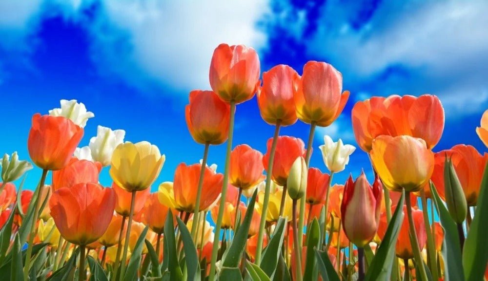 Spring Air Fragrance Oil