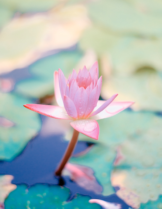 Waterlily & Cypress Fragrance Oil