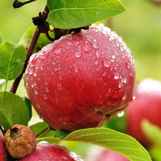 Apple Orchard fragrance oil
