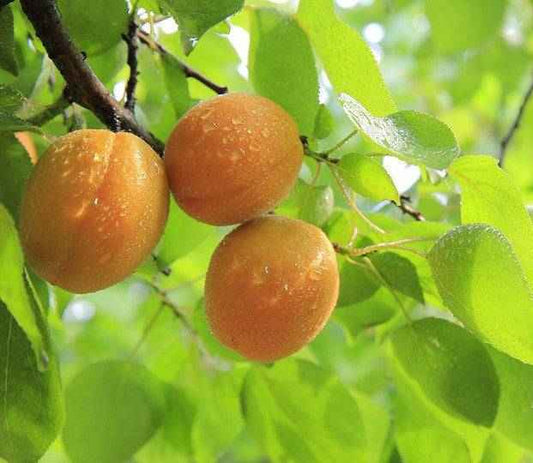 Apricot Burst Fragrance Oil