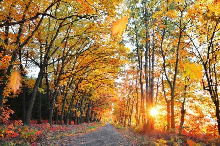 Autumn Amber Fragrance Oil