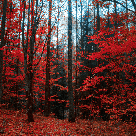 Autumn Trails fragrance oil