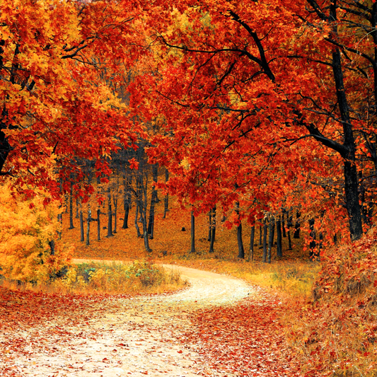 Autumn Woods Fragrance Oil