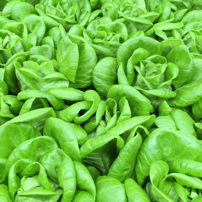 Baby Bibb Lettuce fragrance oil