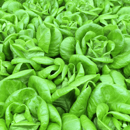 Baby Bibb Lettuce fragrance oil