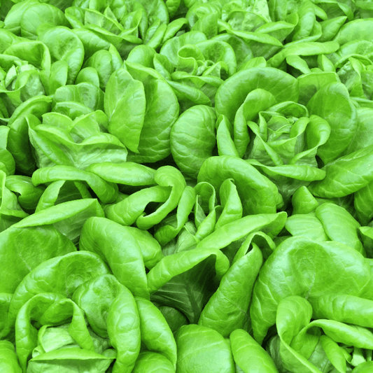 Baby Bibb Lettuce fragrance oil
