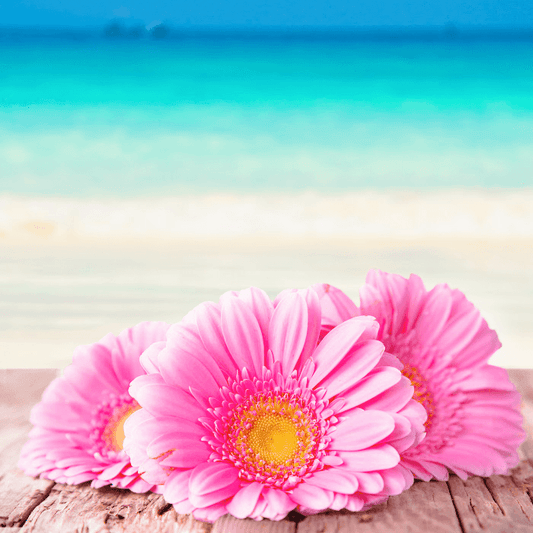 Beach Daisies fragrance oil