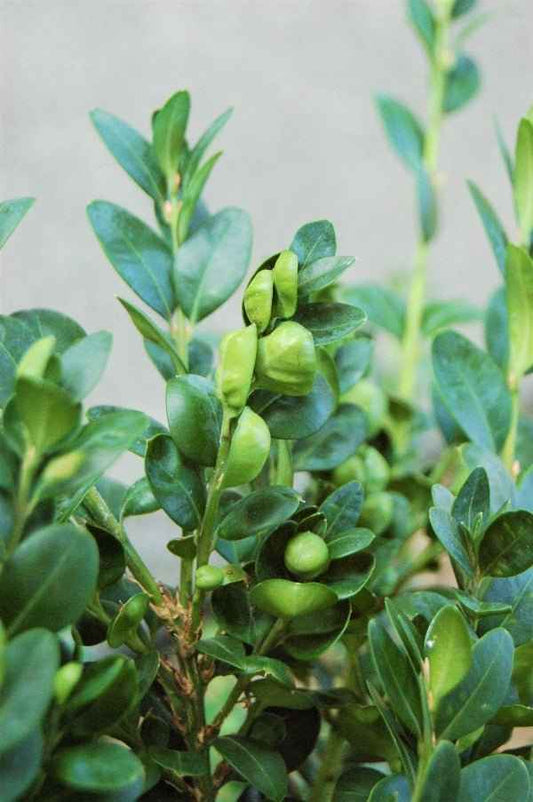 Bergamot & Boxwood fragrance oil