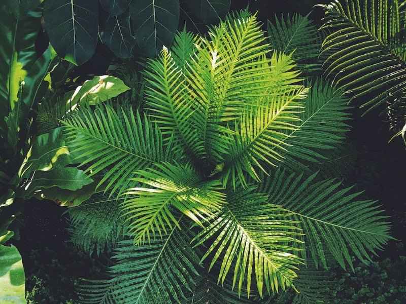 Bergamot & Wild Fern fragrance oil
