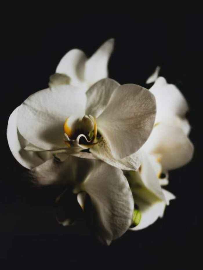 Black Orchid (Tom Ford Type) fragrance oil