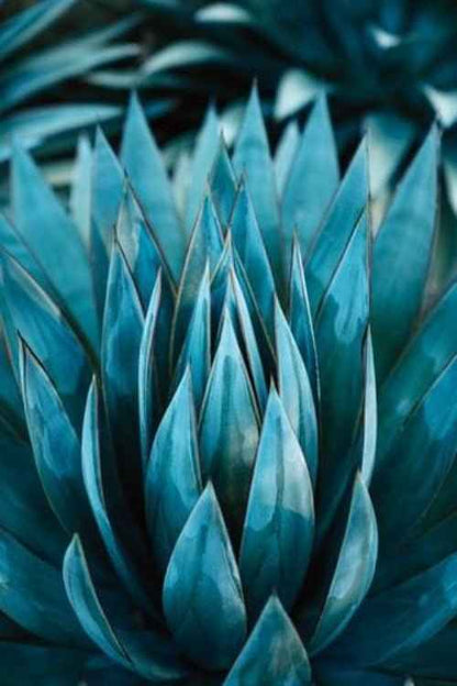Blue Agave Nectar fragrance oil