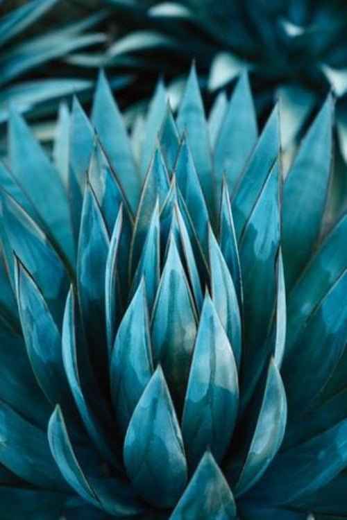 Blue Agave Nectar fragrance oil