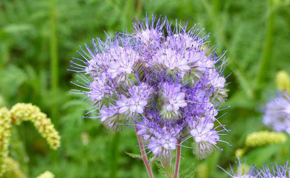 Blue Tansy & Willow fragrance oil
