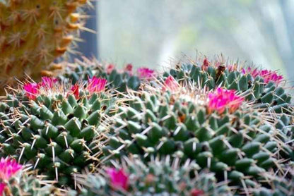 Cactus Blossom fragrance oil