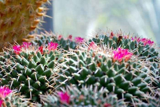 Cactus Blossom fragrance oil