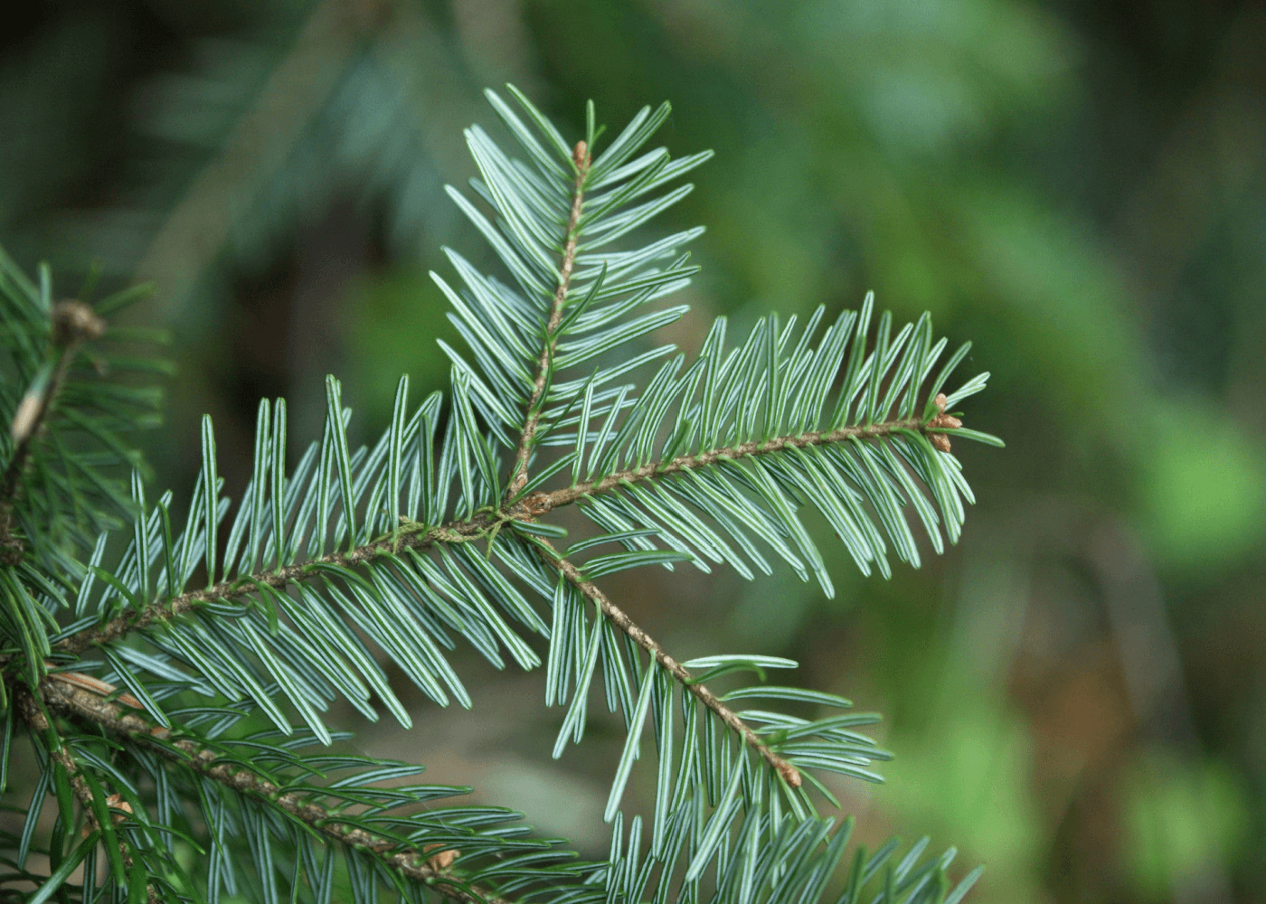 Christmas Pine (Fraser Fir) fragrance oil