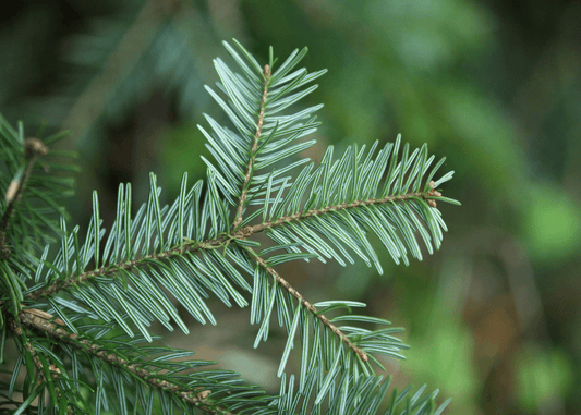 Christmas Pine (Fraser Fir) fragrance oil
