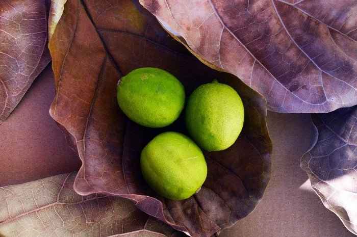 Citrus & Oak Fragrance Oil
