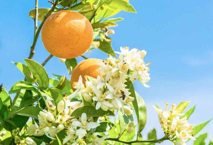 Citrus Blossom & Honey fragrance oil