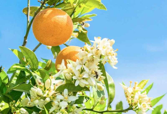 Citrus Blossom & Honey fragrance oil