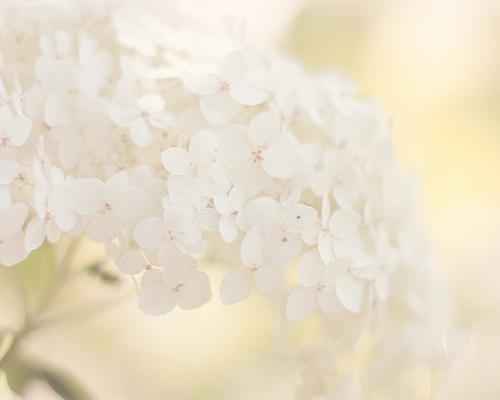 Clean Floral fragrance oil