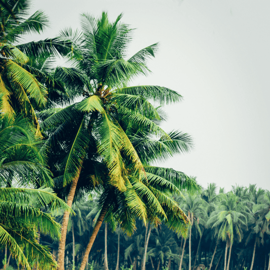 Coconut Woods fragrance oil