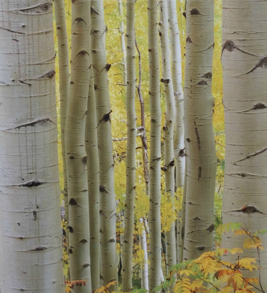 Cracklin' Birch fragrance oil product image