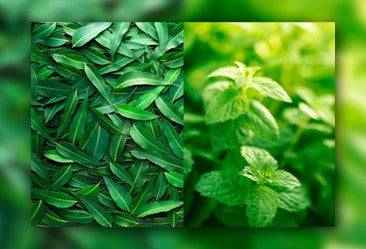 Eucalyptus & Spearmint Fragrance Oil – alternate view 2
