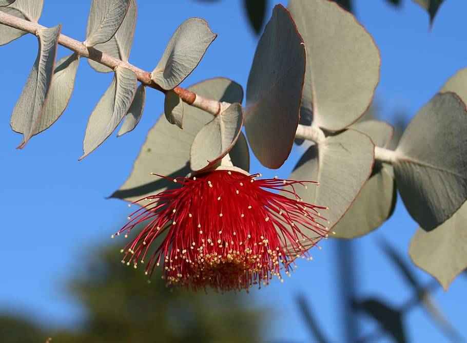 Eucalyptus fragrance oil