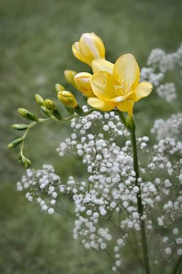 Freesia & Jasmine fragrance oil