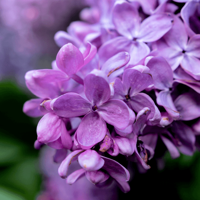 Fresh Lilac Fragrance Oil