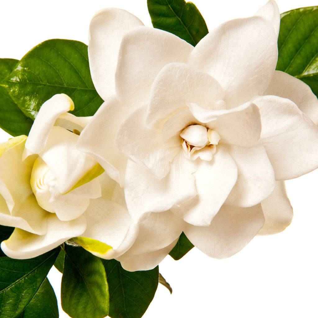 Gardenia fragrance oil