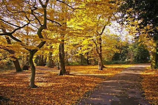 Golden Oaks Fragrance Oil