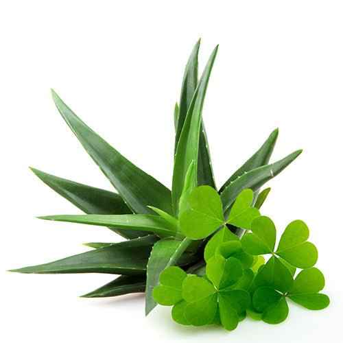 Green Clover & Aloe fragrance oil maker image