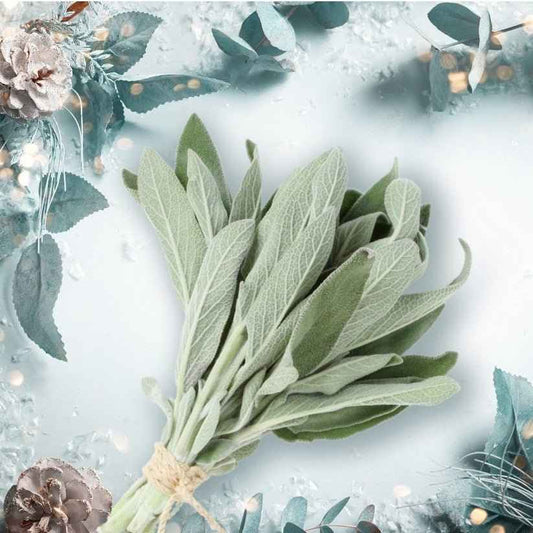 Holiday Sage fragrance oil
