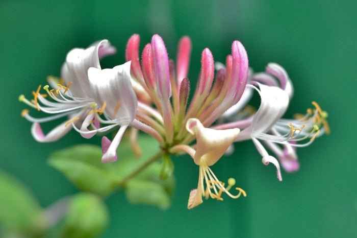 Honeysuckle Coconut fragrance oil