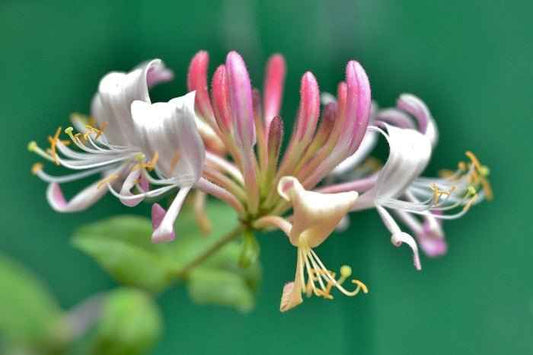Honeysuckle Coconut fragrance oil