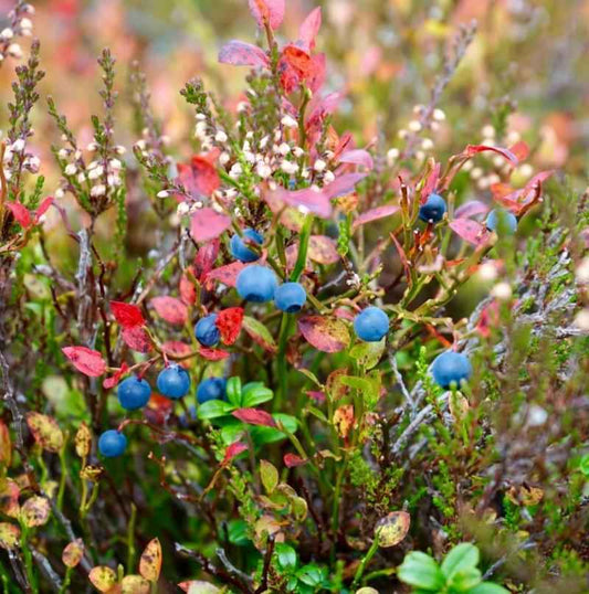 Huckleberry Sugar Blossom fragrance oil