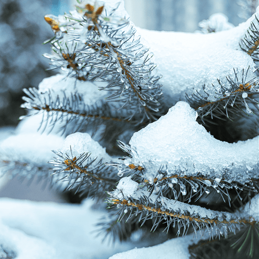 Iced Evergreen fragrance oil