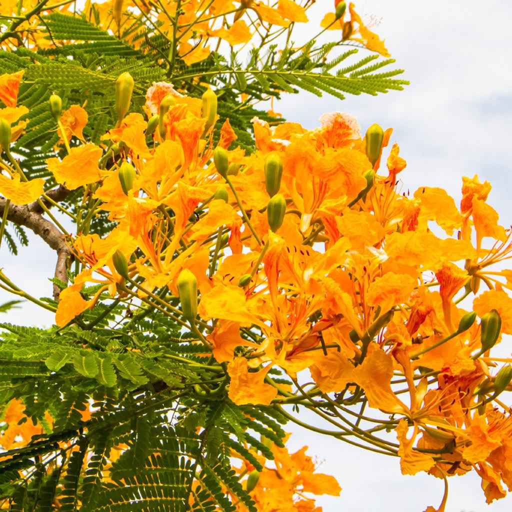 Island Nectar (BBW Type) fragrance oil