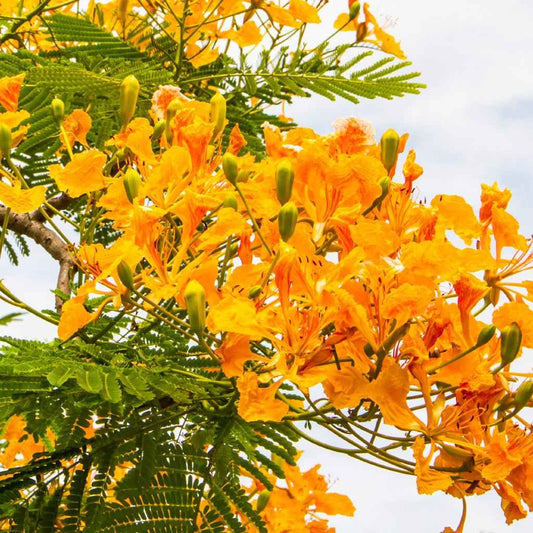 Island Nectar (BBW Type) fragrance oil