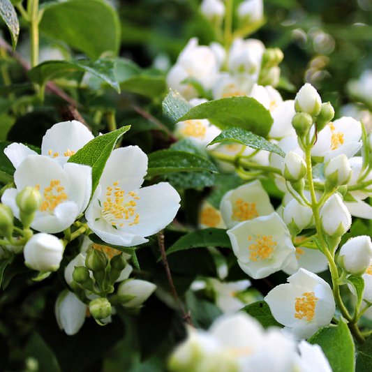 Jasmine & Green Apple (BBW Type) fragrance oil