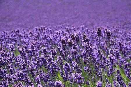 Lavender 40/42 essential oil