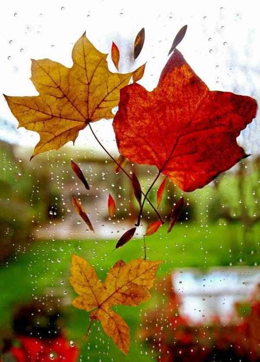 Leaves (BBW Type) fragrance oil