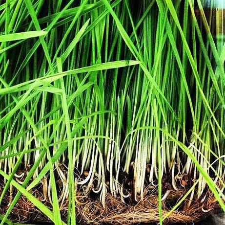 Lemongrass essential oil