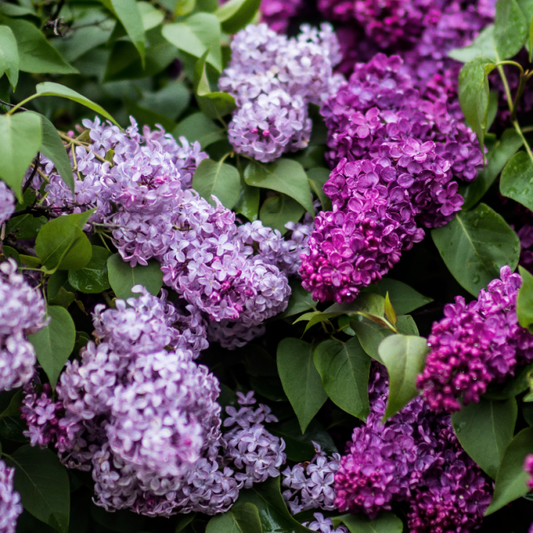 Lilac Gardens fragrance oil